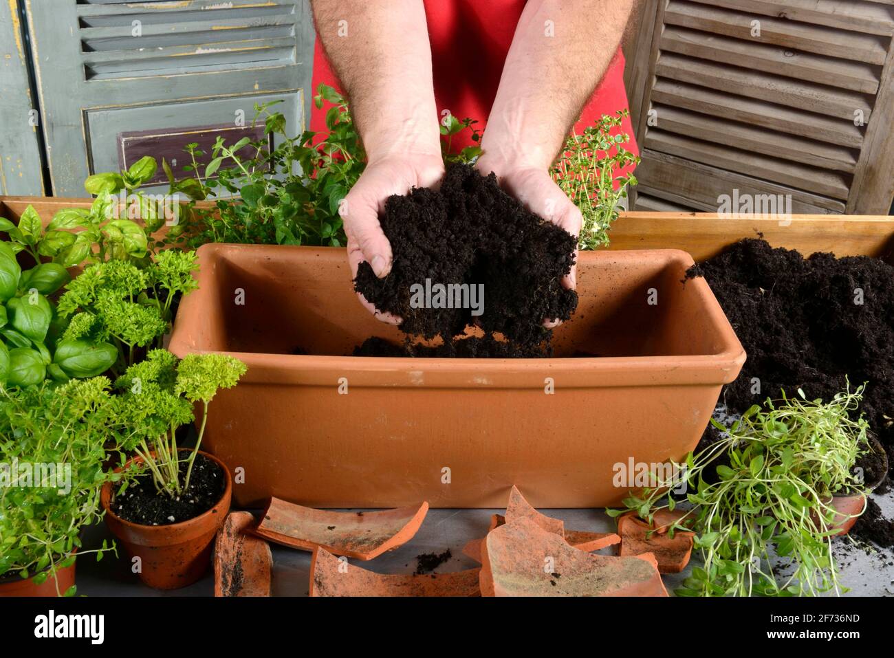 Planting of plant pots with herbs, filling of potting soil, basil