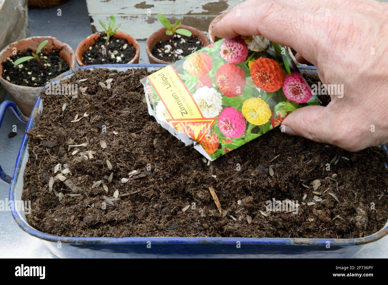Sowing of zinnia (Zinnia elegans) Stock Photo