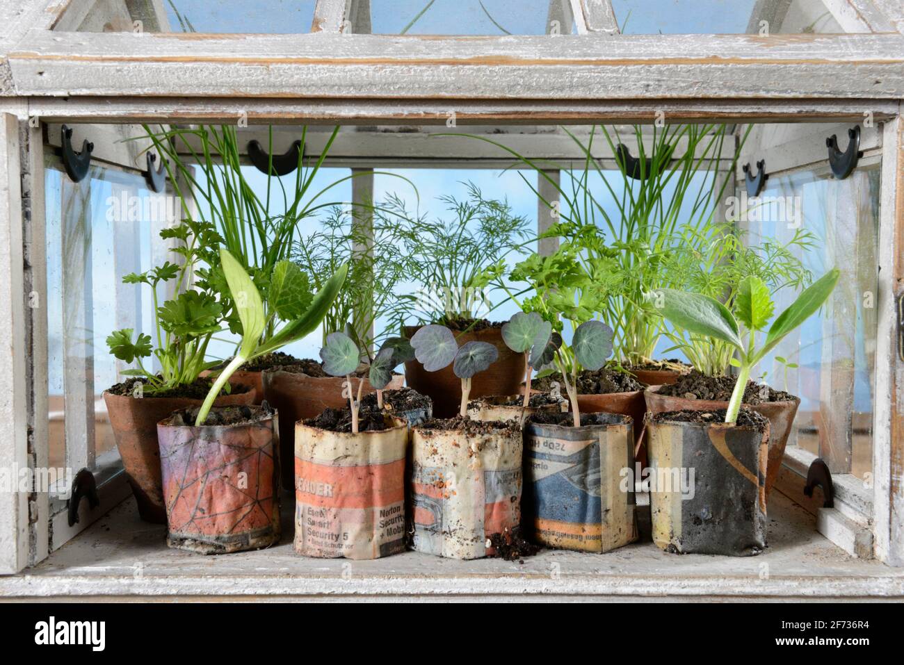 Various herbs in small greenhouse, chives (Allium schoenoprasum), parsley (Petroselinum crispum), courgettes, nasturtium (Cucurbita pepo) (Tropaeolum Stock Photo
