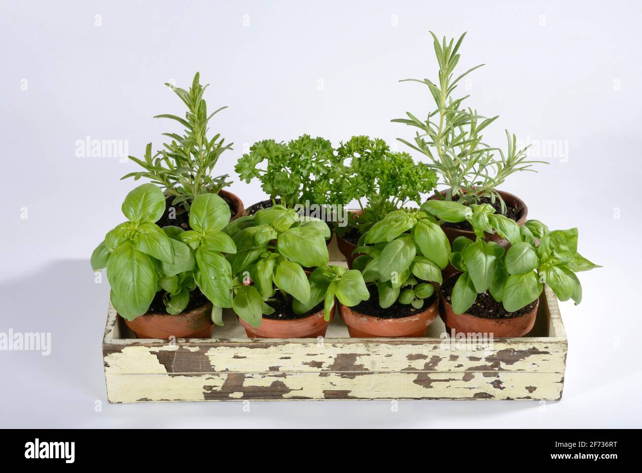 Various herbs, basil (Ocimum basilicum), parsley (Petroselinum crispum), rosemary (Rosmarinus officinalis) Stock Photo