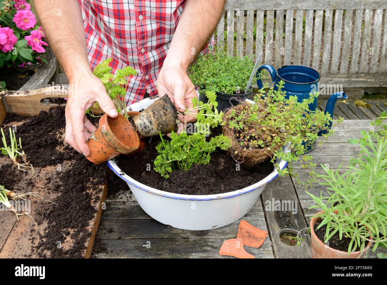 Planting of plant pots with herbs, basil (Ocimum basilicum), parsley (Petroselinum crispum), thyme, rosemary (Rosmarinus officinalis), marjoram Stock Photo