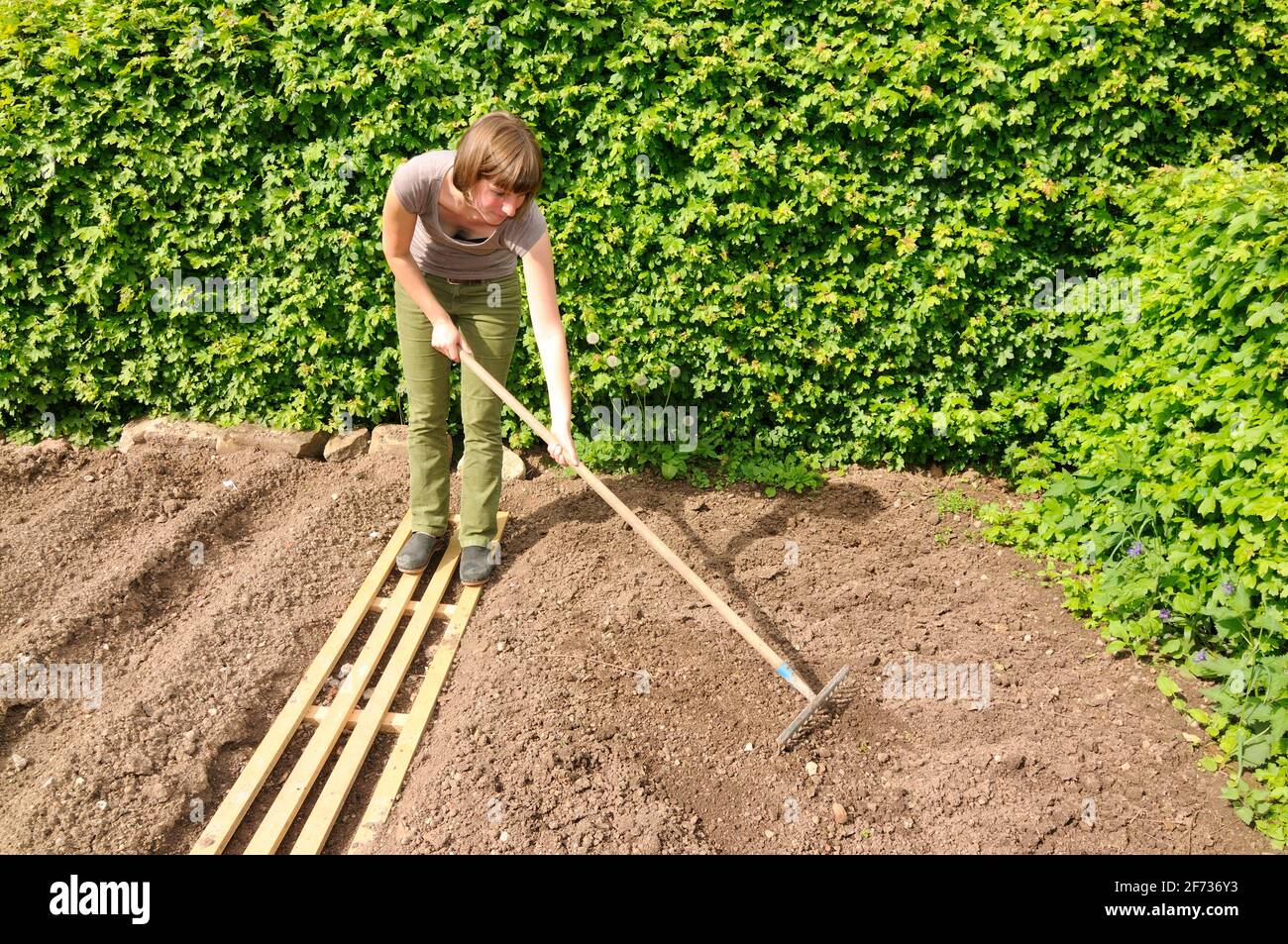 Organic garden, sowing onions, raking Stock Photo - Alamy