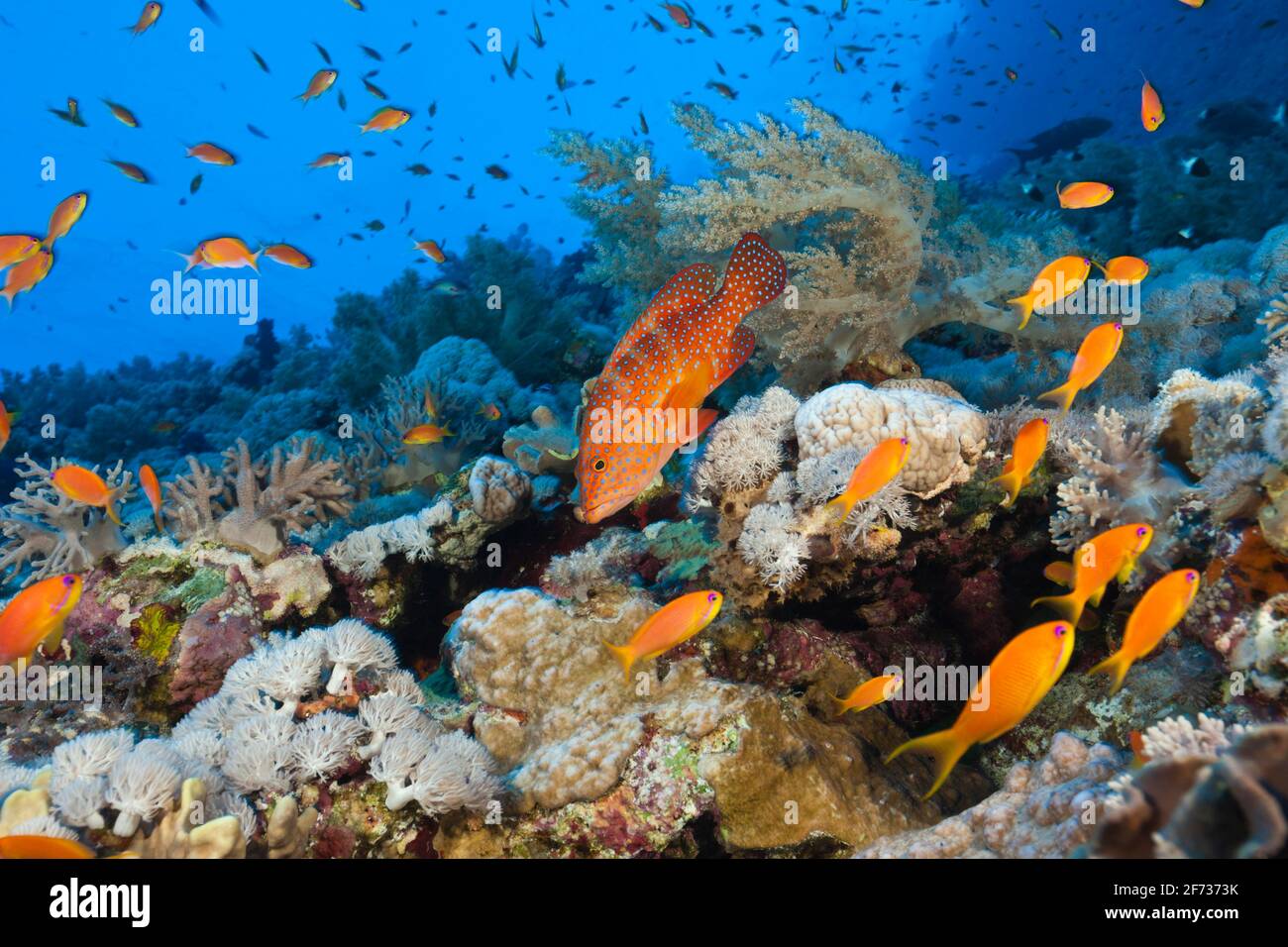 Coral Grouper over Coral Reef (Cephalopholis miniata), Elphinstone, Red Sea, Egypt Stock Photo