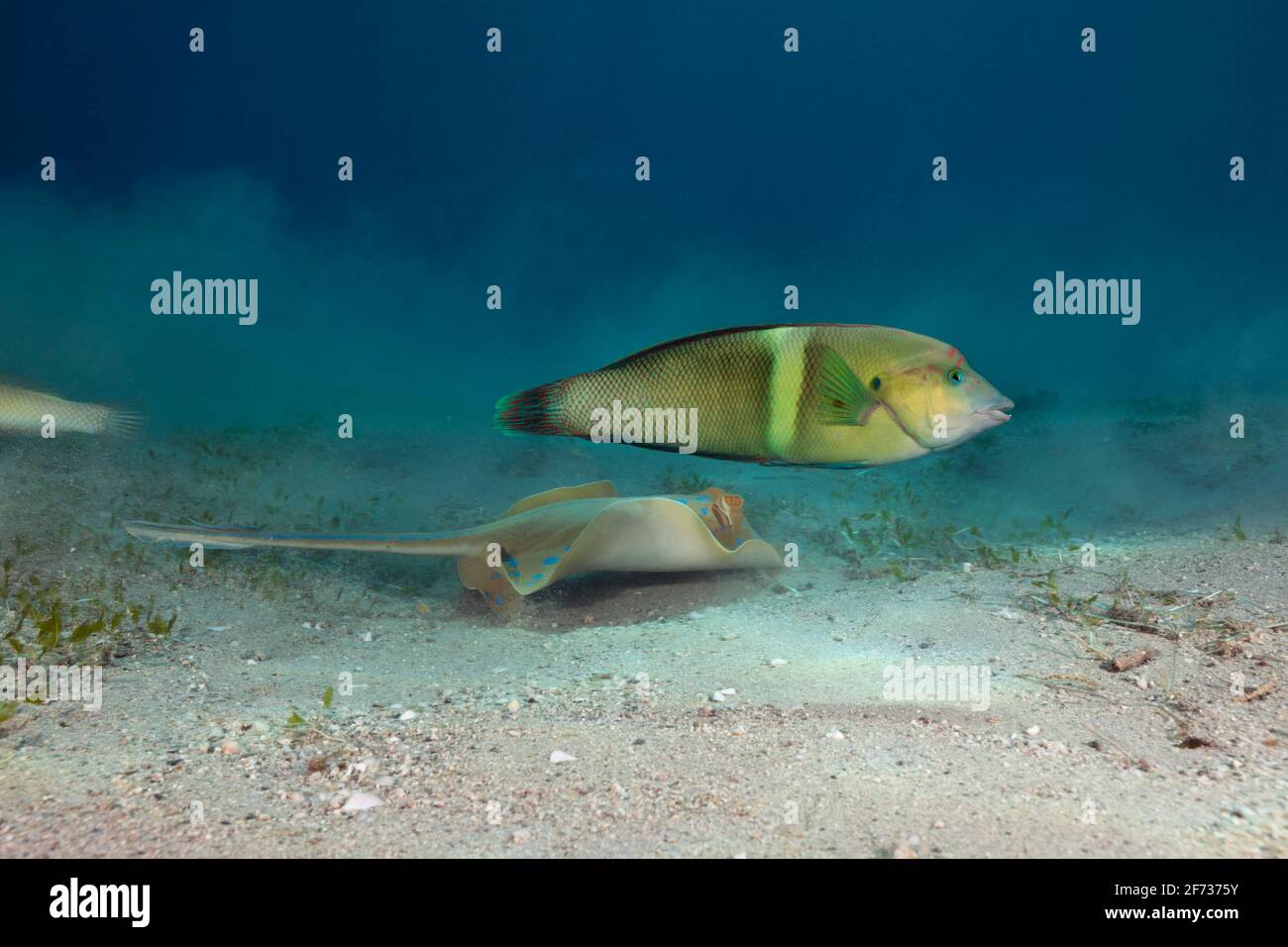 Bluespotted ribbontail ray (Taeniura lymma) and mirror-spotted junker, Marsa Alam, Red Sea, Egypt Stock Photo