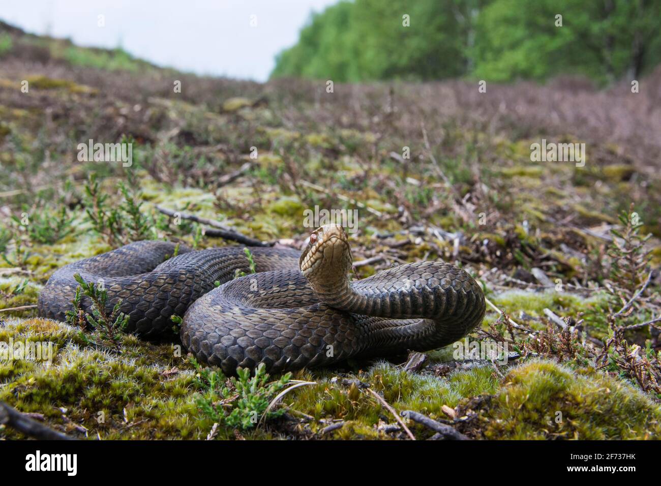 Swamp adder hi-res stock photography and images - Alamy