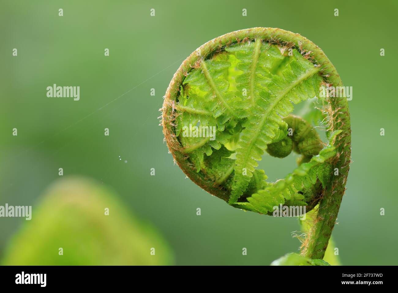 Male-fern (Dryopteris filix-mas), ferns (Polypodiopsida), Beuron, Upper Danube nature park Park, Baden-Wuerttemberg, Germany Stock Photo