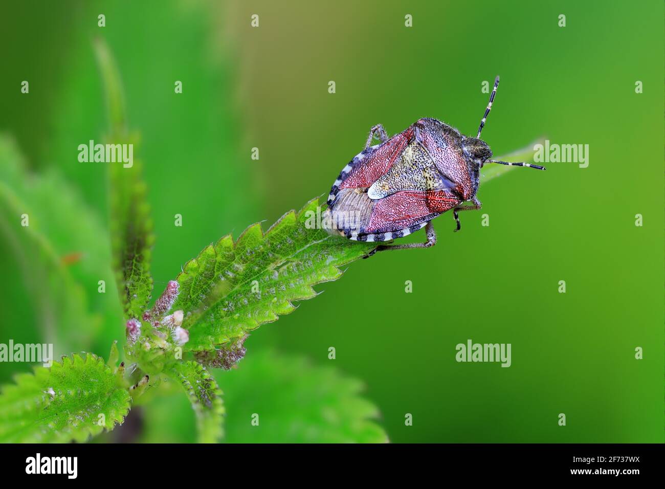 True bug (Heteroptera) sitting on leaf, insects, Hinwil, Switzerland Stock Photo