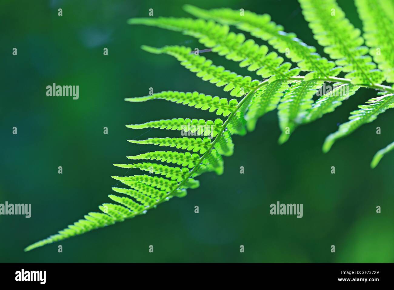 Male-fern (Dryopteris filix-mas), Leptosporangiate ferns (Polypodiopsida), canyon forest, Finsteral, Beuron, Upper Danube nature park Park Stock Photo