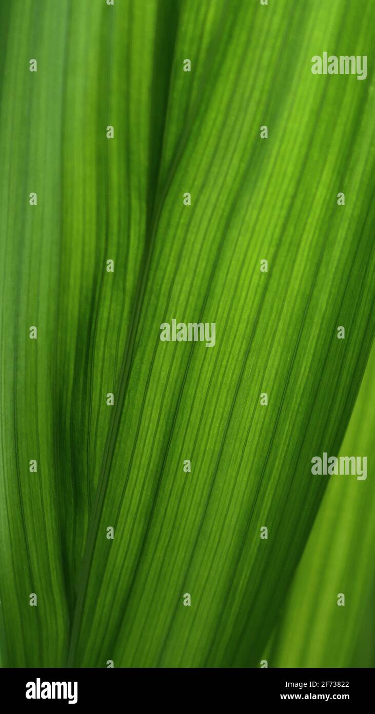 Details bright green leaves hi-res stock photography and images - Alamy