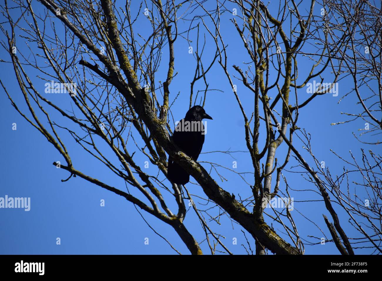Raven in a tree Stock Photo - Alamy