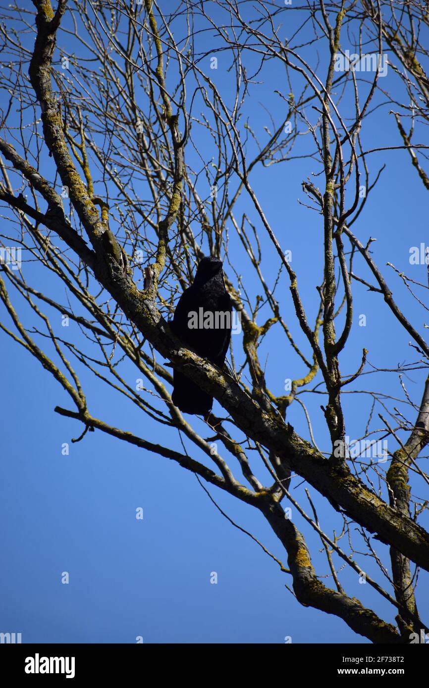 Raven in a tree Stock Photo - Alamy