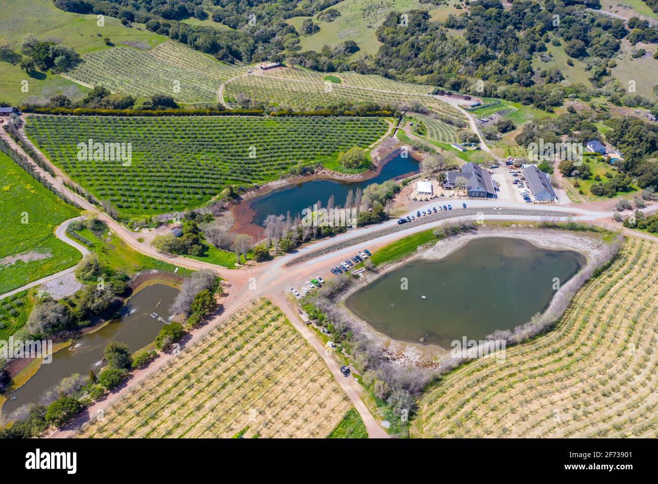 McEvoy Ranch, Winery and Olive farm, Petaluma, California, USA Stock Photo