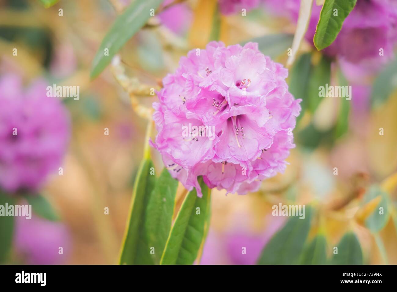 Rhododendron niveum hi-res stock photography and images - Alamy