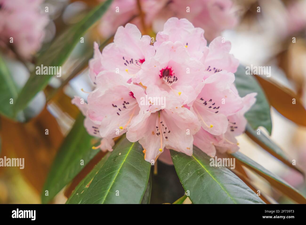 Close-up of a vibrant colourful delicate pink rhododendron fulvum flower in Spring. Stock Photo