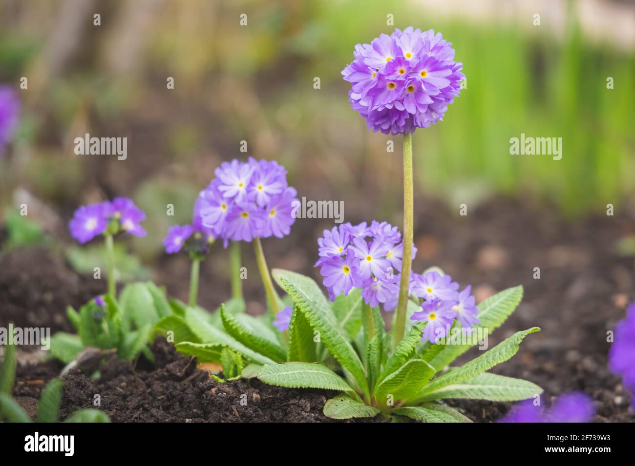 Selective focus close-up detail of a delicate purple Primula denticulata flower in soil in Spring. Stock Photo