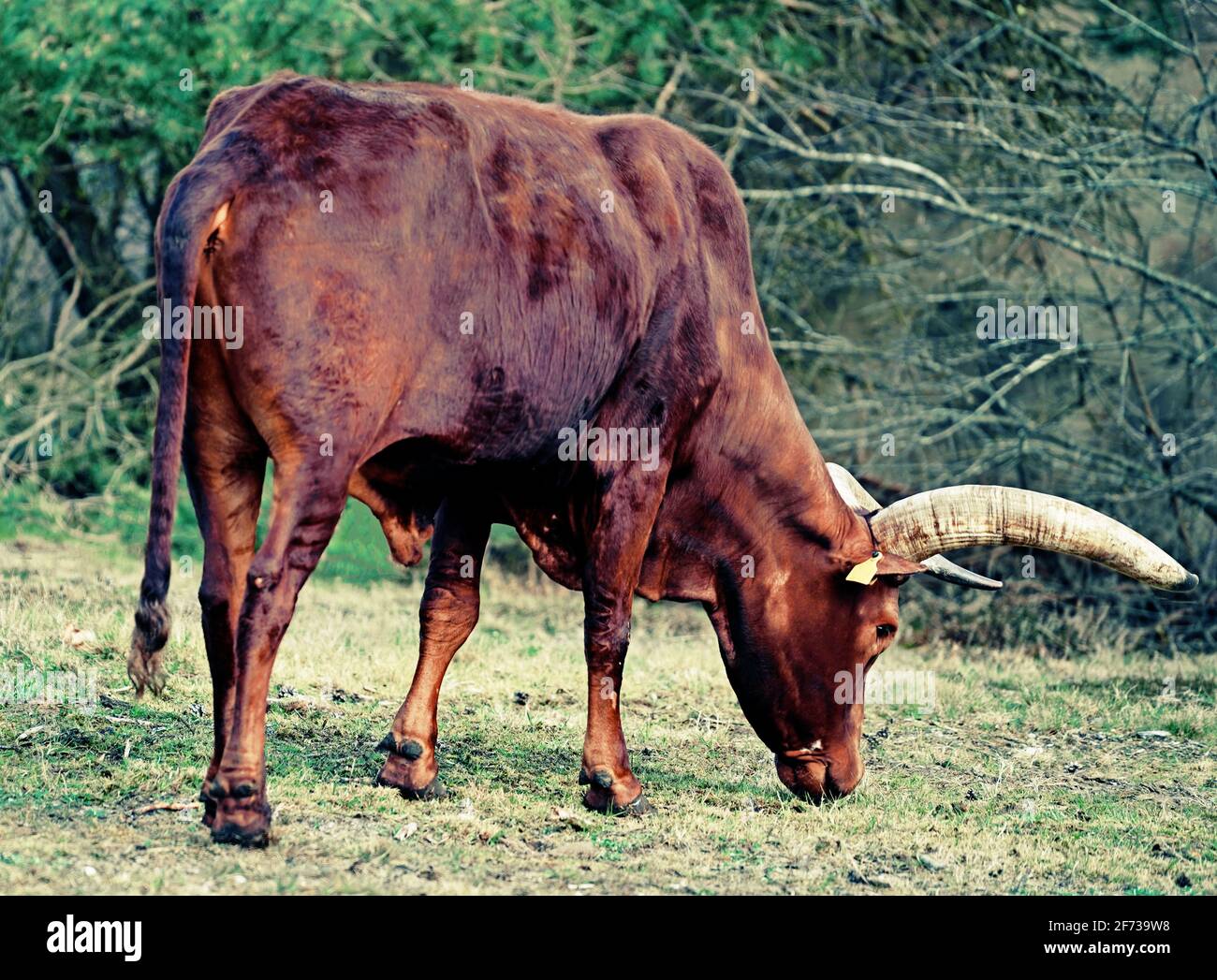 A brown bovine on the pasture. The breed is called Ankole-Watusi (Bos taurus watusi), also known as Ankole Longhorn Stock Photo