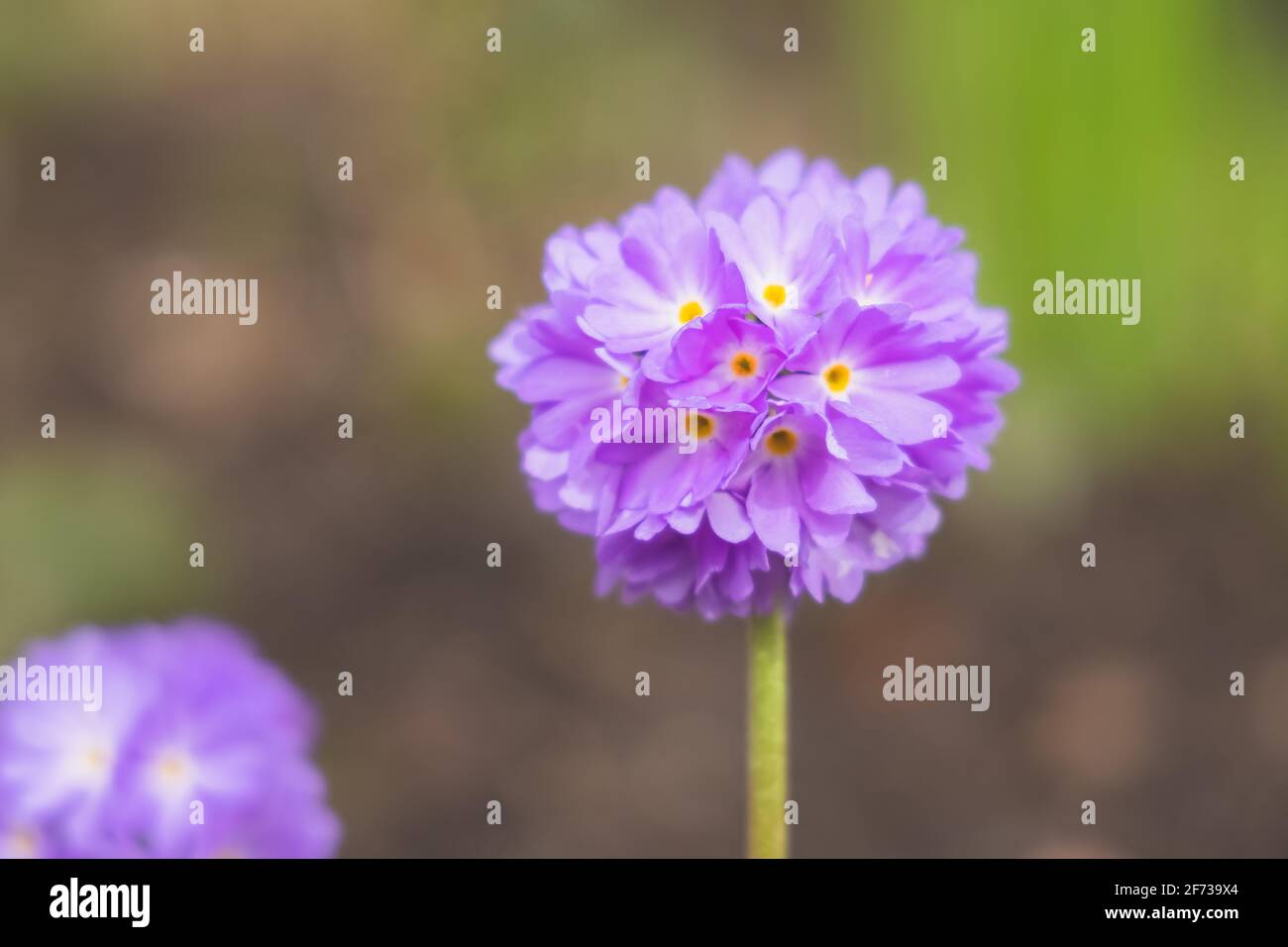 Selective focus close-up detail of a delicate purple Primula denticulata flower in Spring. Stock Photo