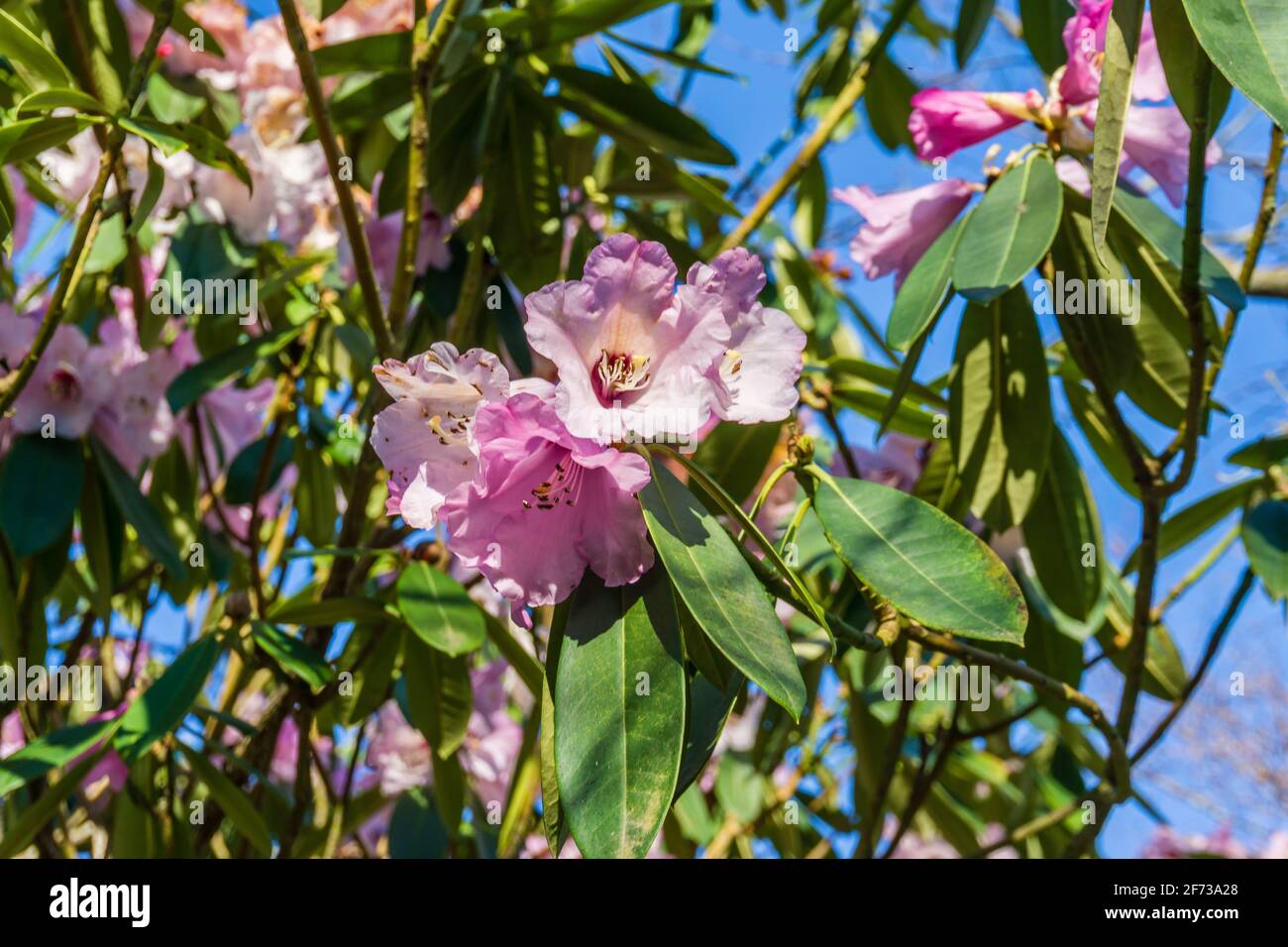 Pink flowers in bloom at a botanical garden in Seatac, Washington Stock