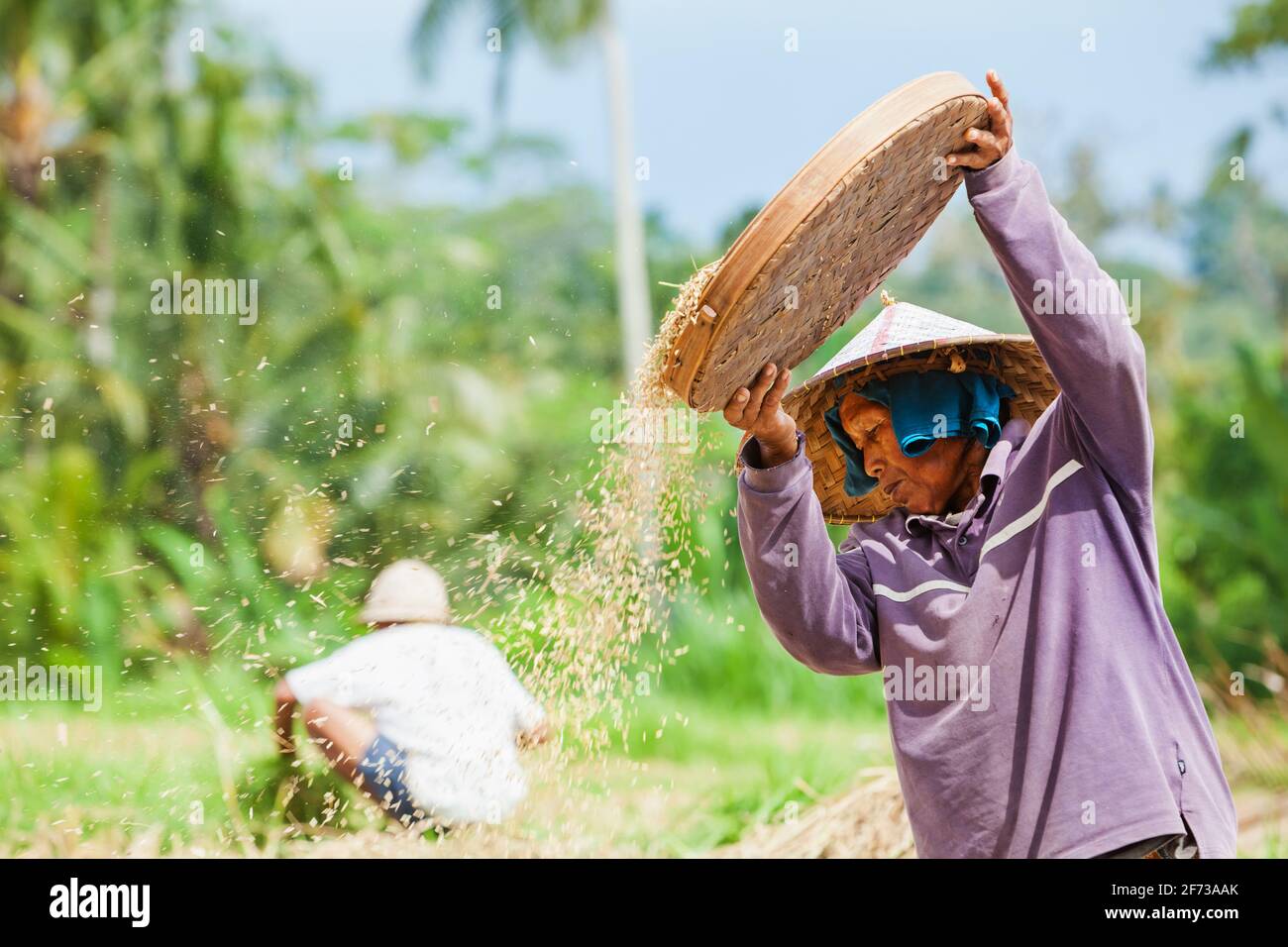 Ubud Bali Island Indonesia March 25 2017 Indonesian Farmer Woman Harvesting Rice Grains In