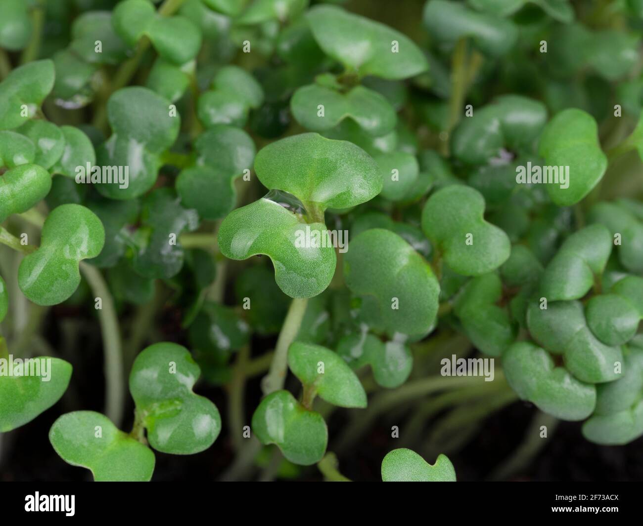 microgreen, mustard sprouts, raw sprouts, microgreens, healthy eating