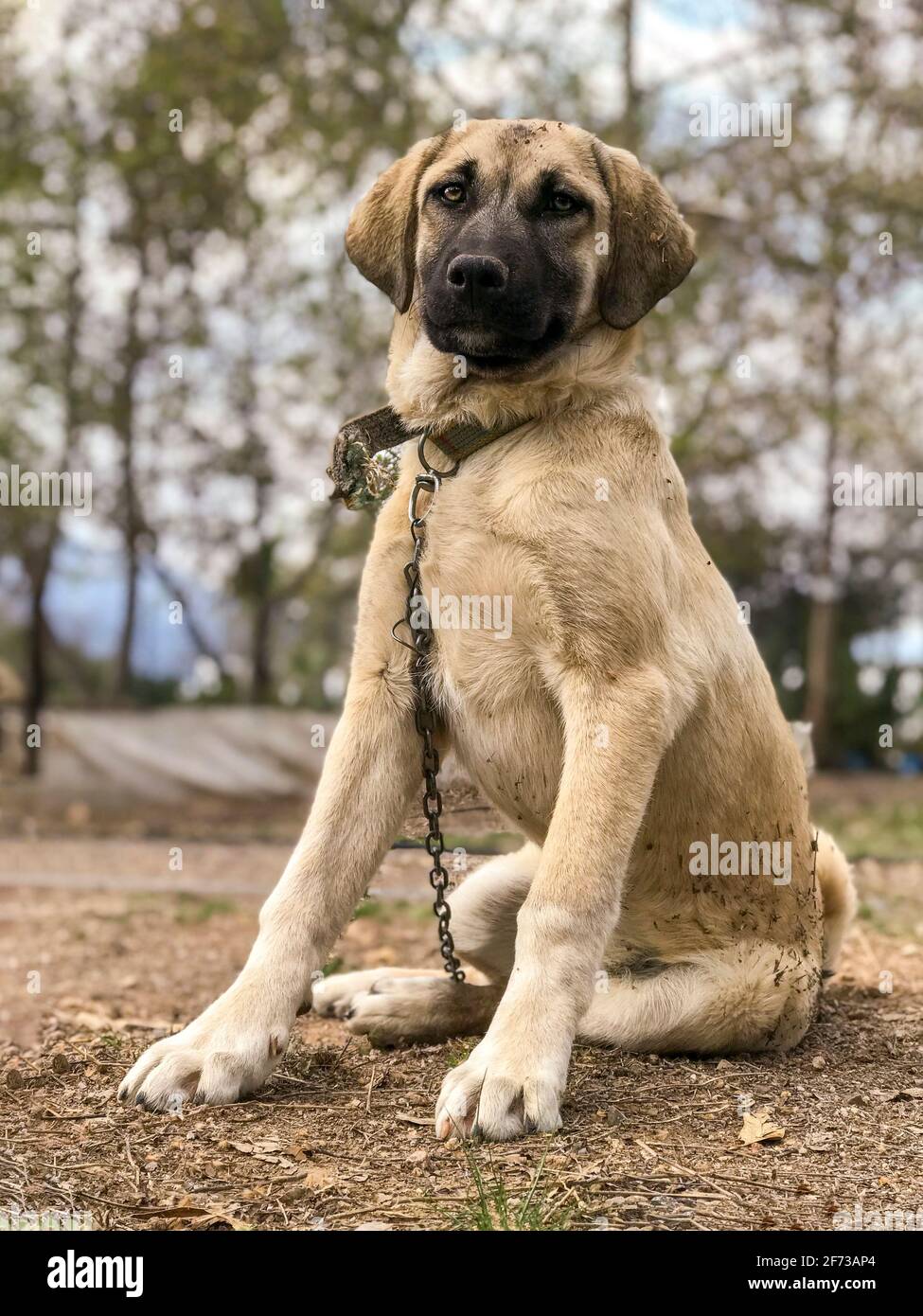 World famous Sivas Kangal dog, 5 months old, female puppy in Turkey Stock Photo