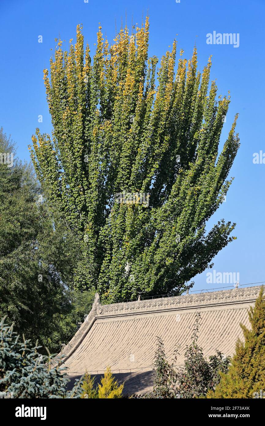 Chinese aspen tree-Buddhist Classics-Sutras Exhibition Hall-DafoSi Great Buddha Temple. Zhangye-Gansu-China-1268 Stock Photo