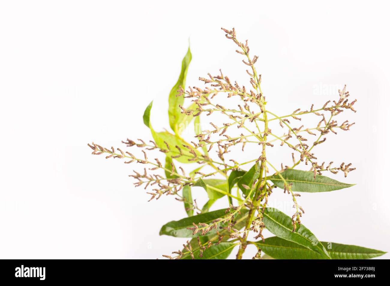 Fresh lemon verbena plant - Aloysia citrodora Stock Photo