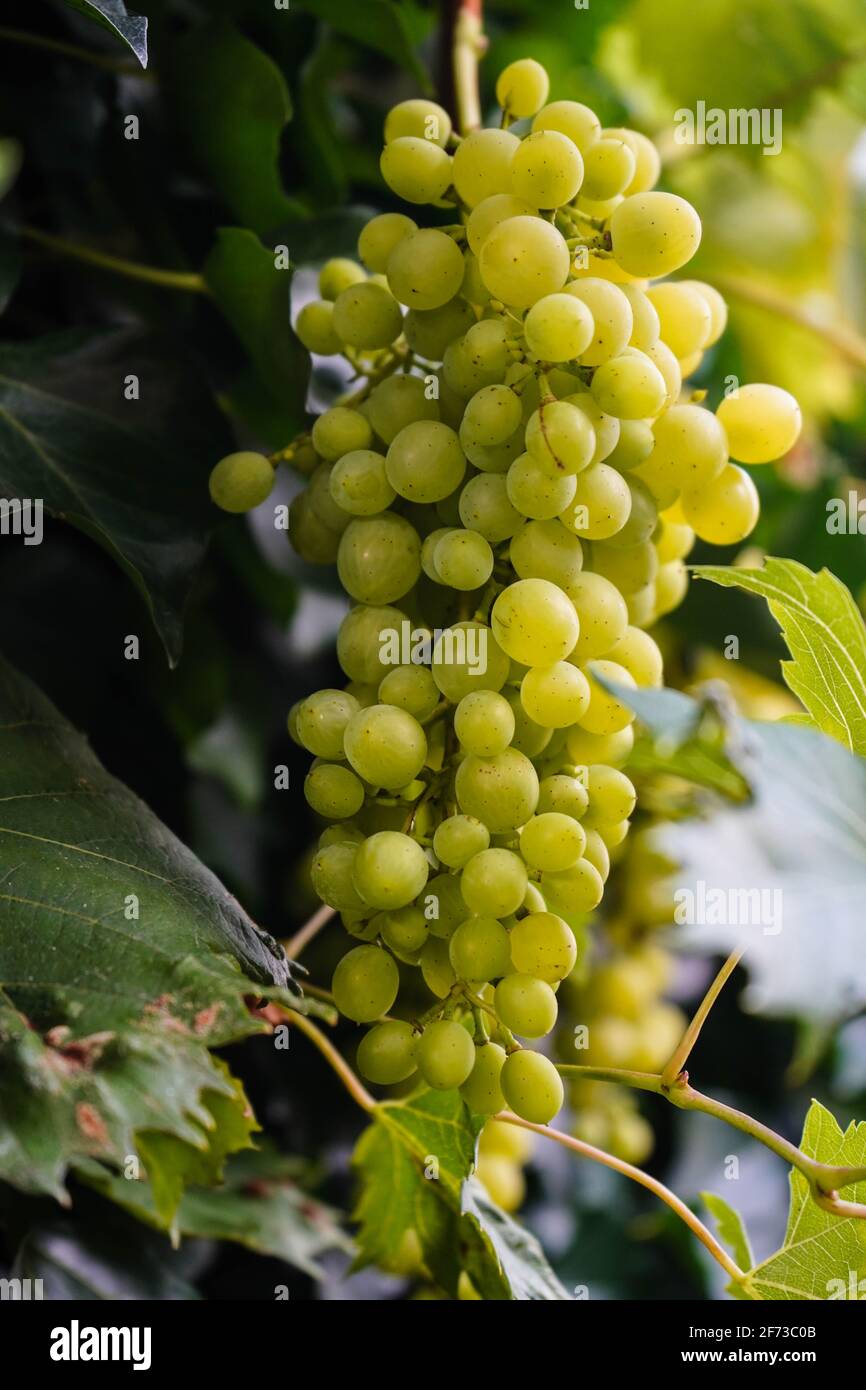 wine grapes and wine leaves Stock Photo Alamy