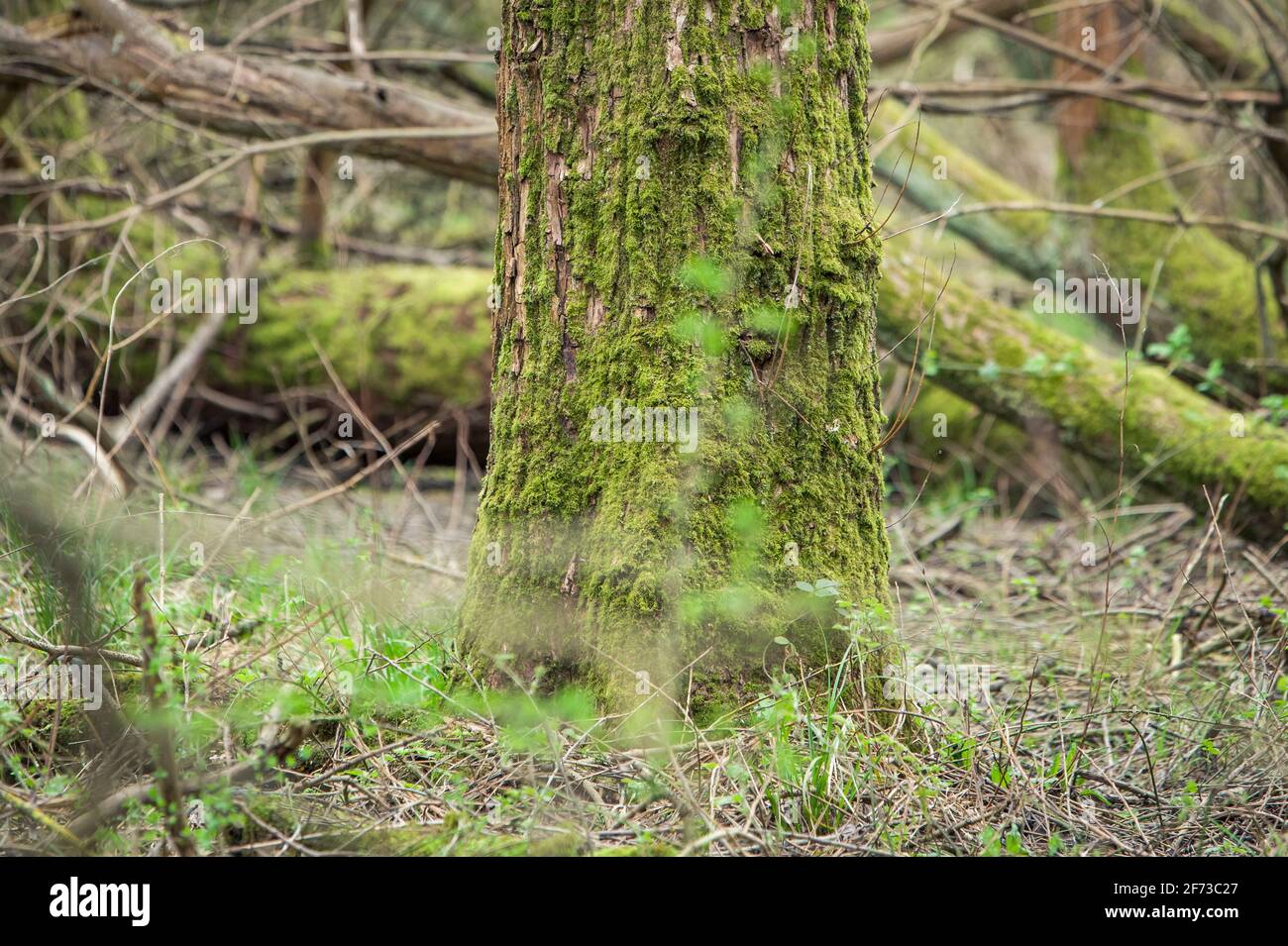 A tree in the forest, early spring season in England Stock Photo