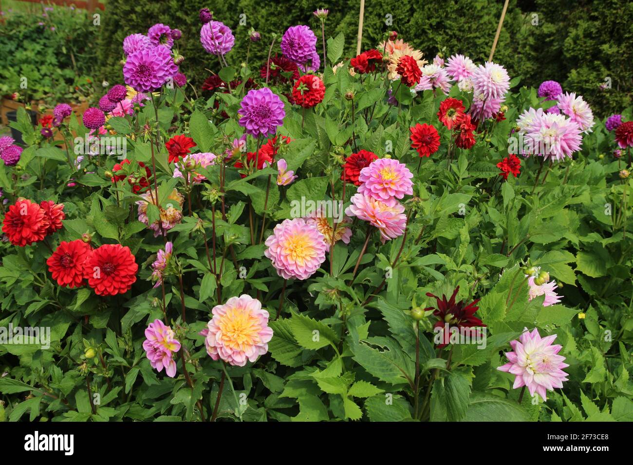 Pink, purple and red Dahlia flowers growing amidst greenery from vegetable bed in garden during summertime Stock Photo
