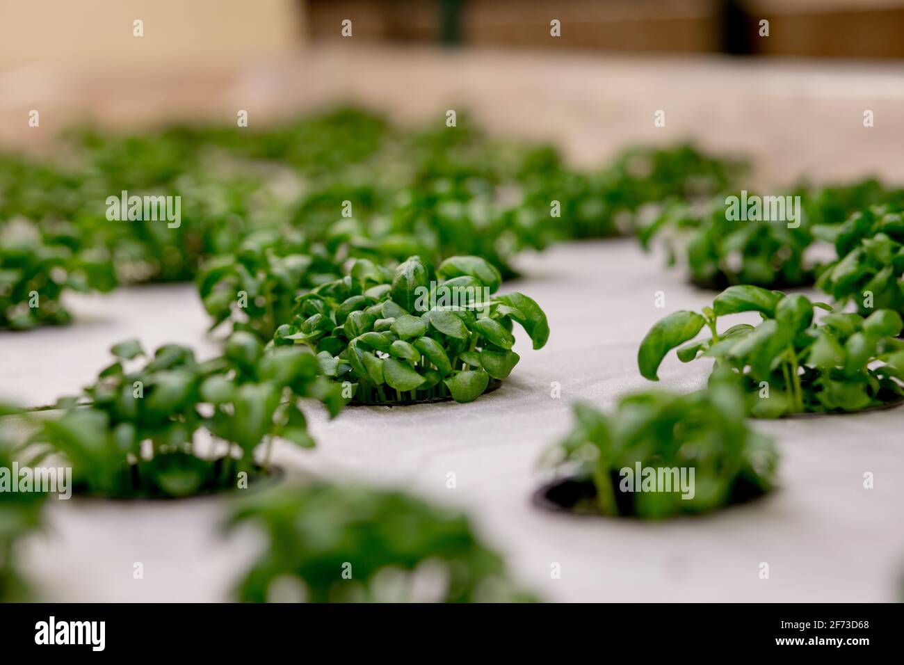 Growing basill and herbs in hydroponic system, seed pods made of rock ...