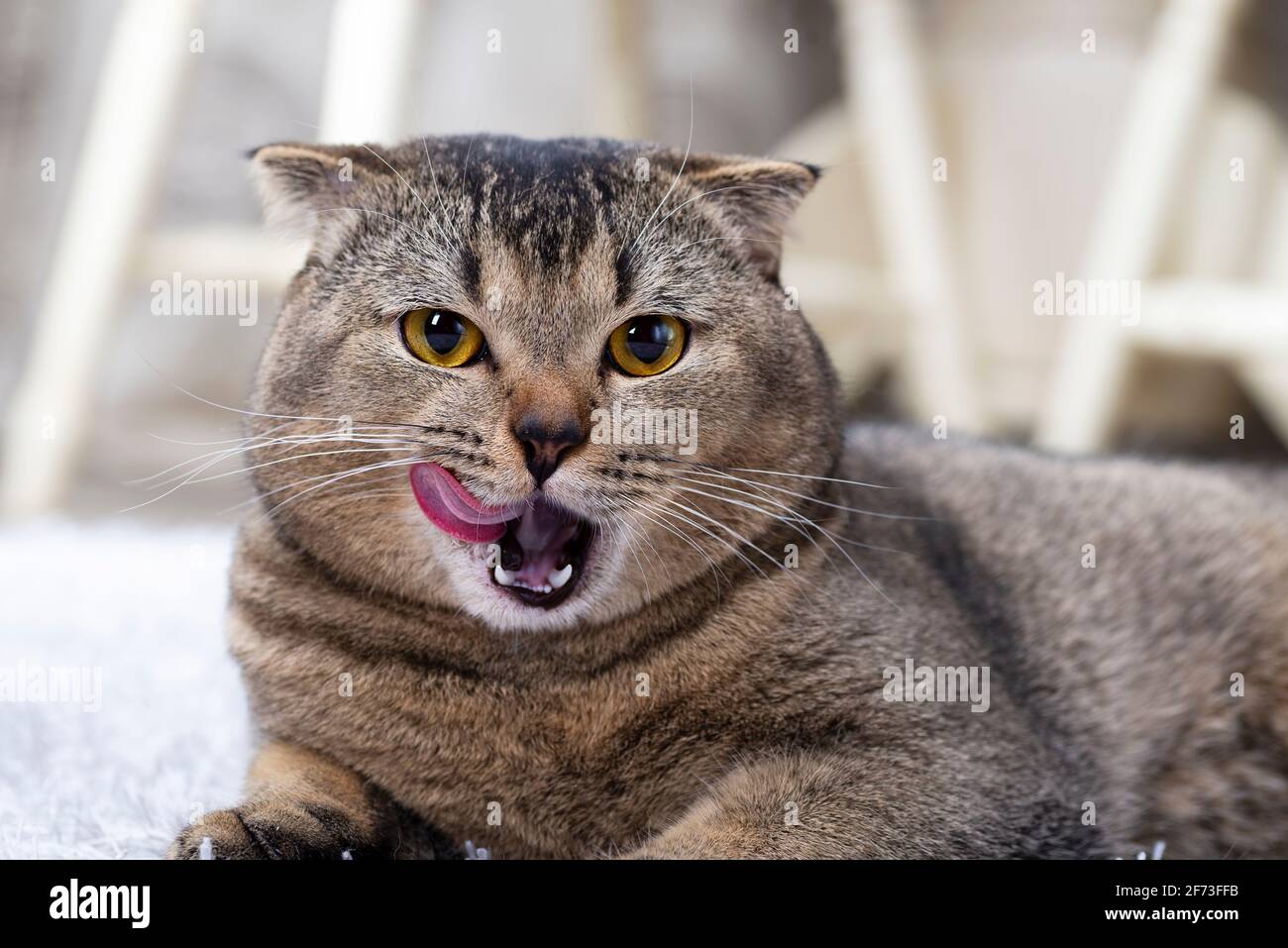 A beautiful wellgroomed cat licks his lips. Scottish fold brown cat