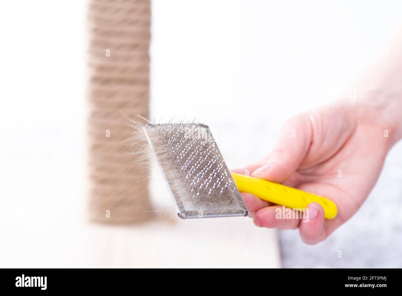 Cleaning pet hair with remover. Cleaning furniture from wool. Domestic cleaning tool of dandruff, hair, debris, pet wool and fluff Stock Photo