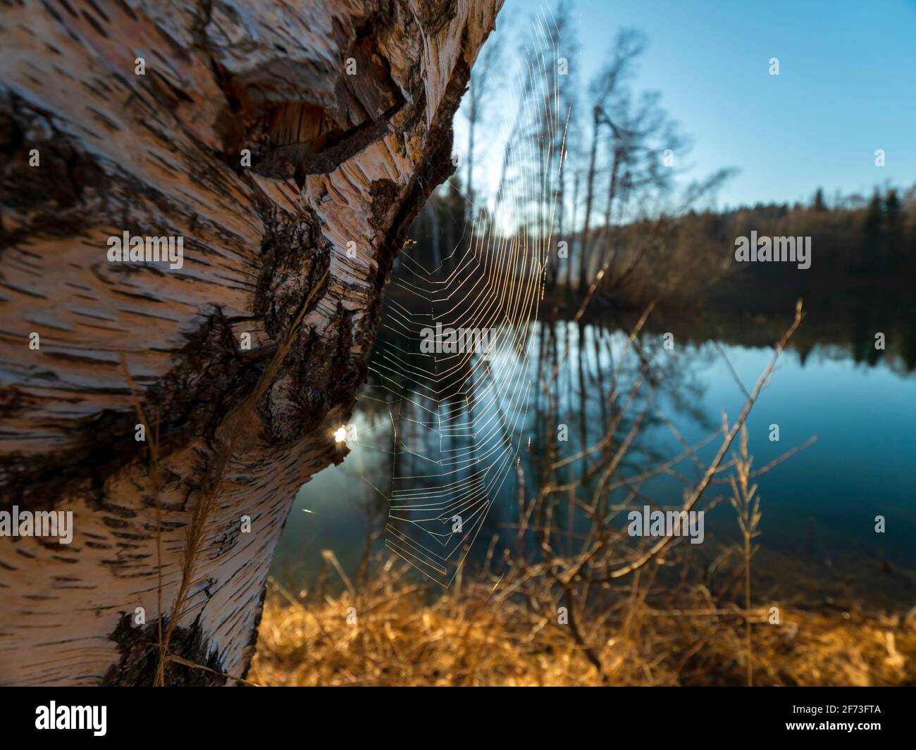 Spider web detail detail before lake in morning Lokve in Croatia Europe Stock Photo