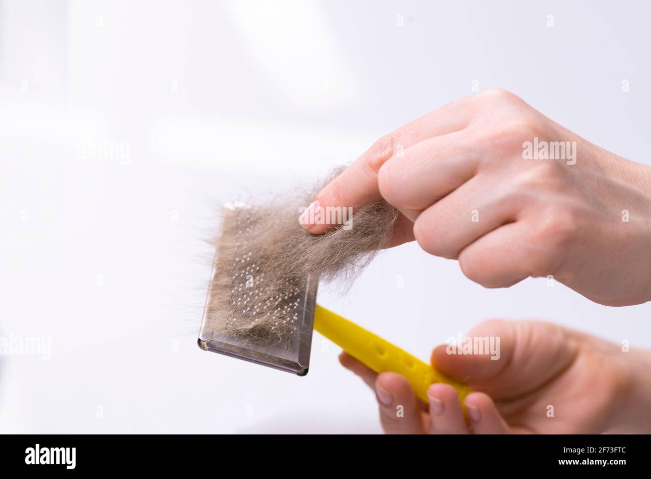 Cleaning pet hair with a remover. Hand and fur of a cat. Cleaning furniture from wool. A household cleaner for dandruff, hair, debris, hair and pet Stock Photo
