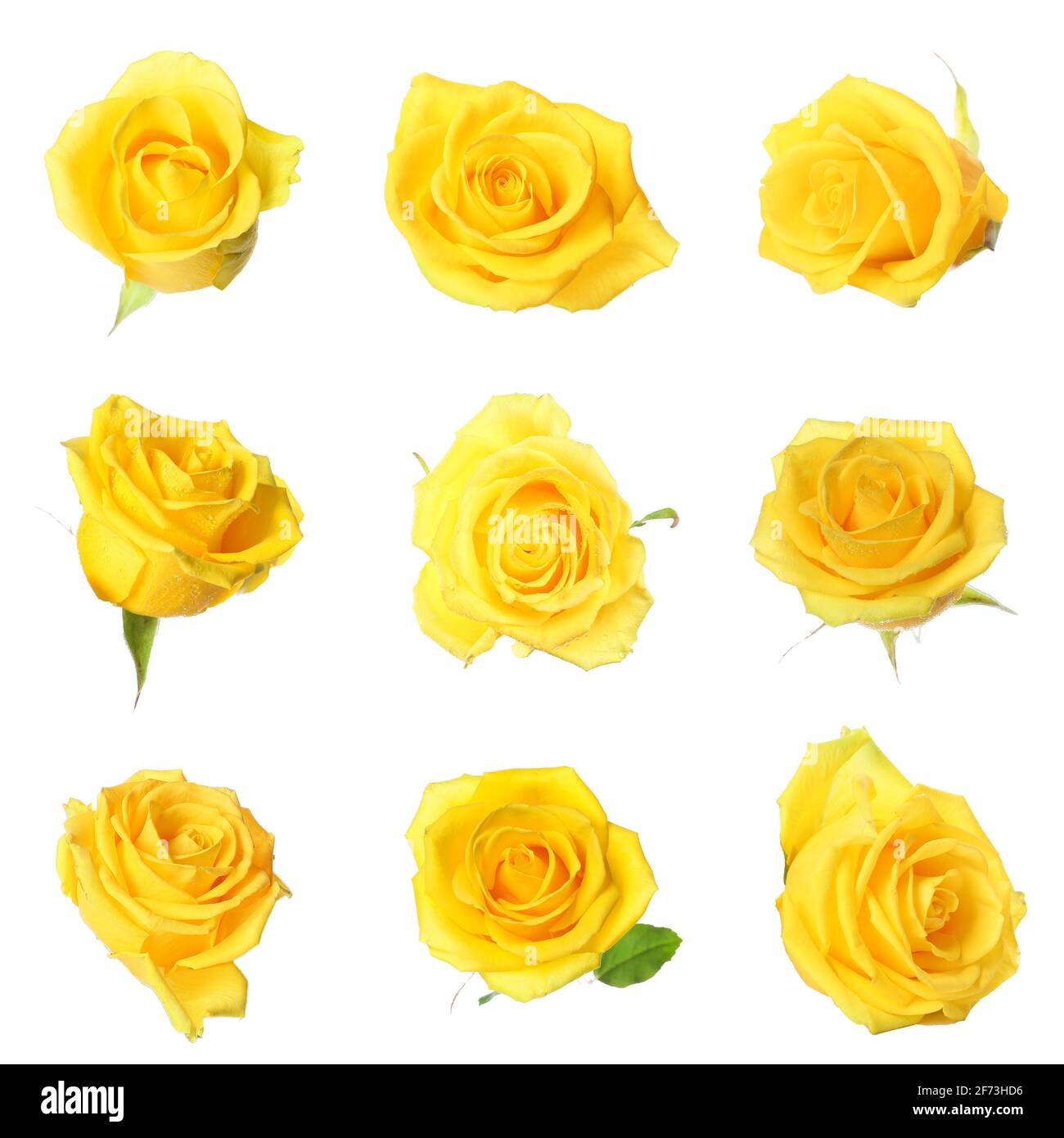 Beautiful yellow roses on white background Stock Photo Alamy