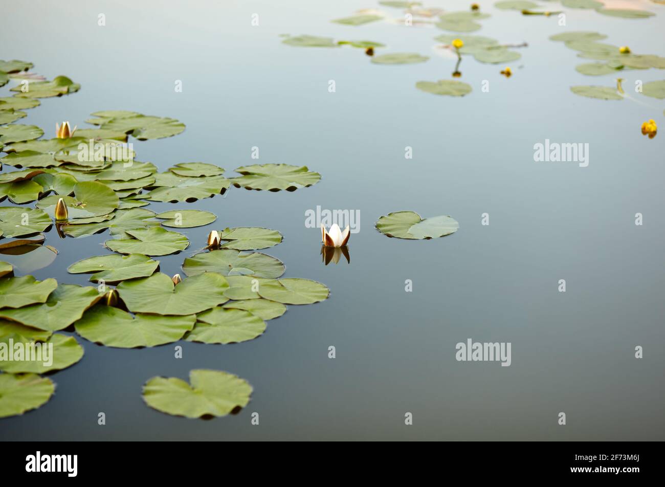 Pond with green leaves in garden. Flower of a water lily on the water surface of a pond Stock Photo