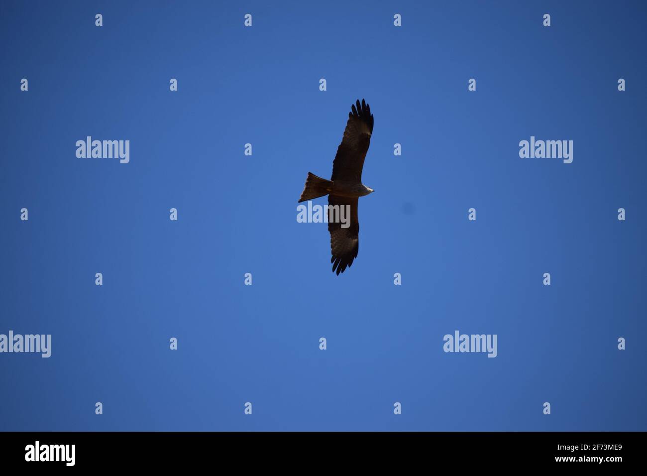 Red kite hunting from above Stock Photo Alamy