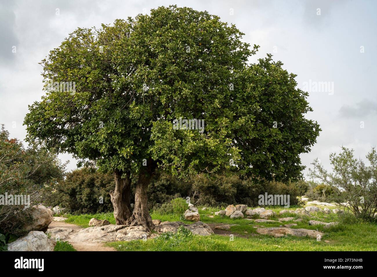 A big ancient carob tree, on a hilltop in the Adullam region of Israel, on an overcast day Stock