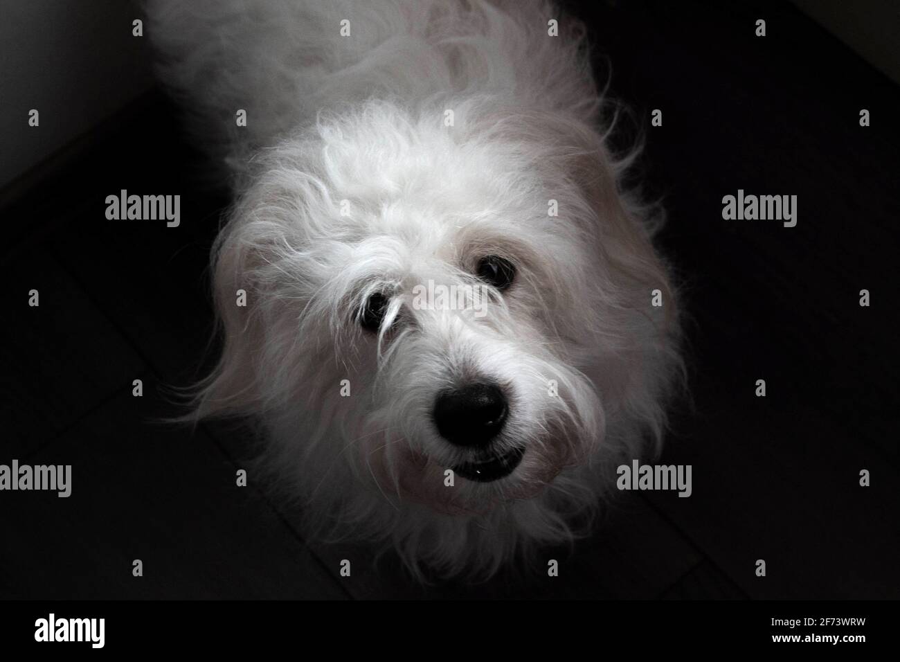 Coton de Tuléar, black and white photo. The Coton de Tuléar is a breed of small dog named for