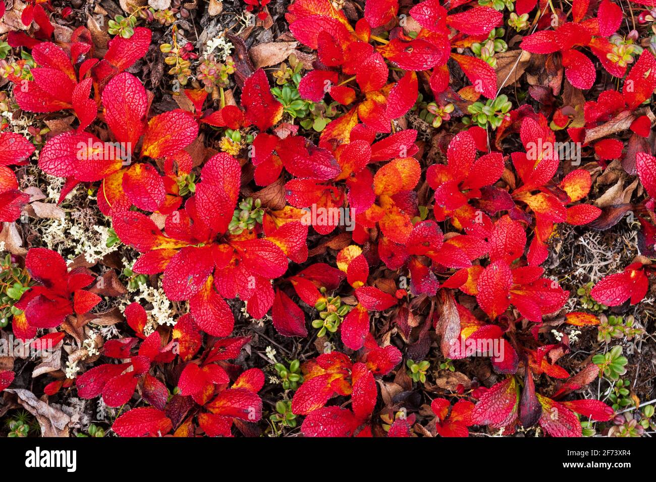 North America; United States; Alaska; Alaska Range Mountains; Denali National Park; Autumn; Tundra; Plants; Alpine Bearberry (Arctostaphylos alpina) Stock Photo