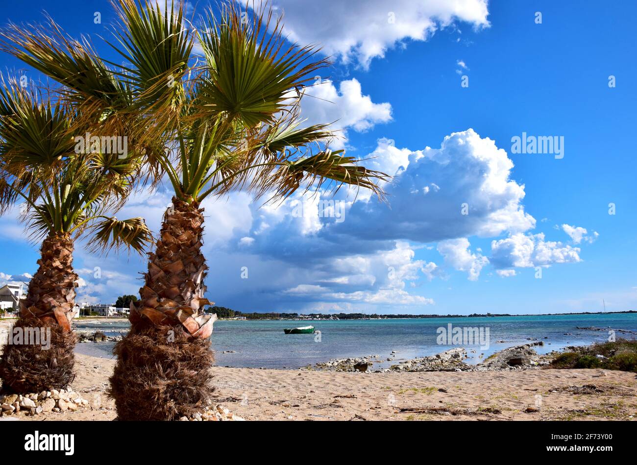 Palm trees by the beach Stock Photo