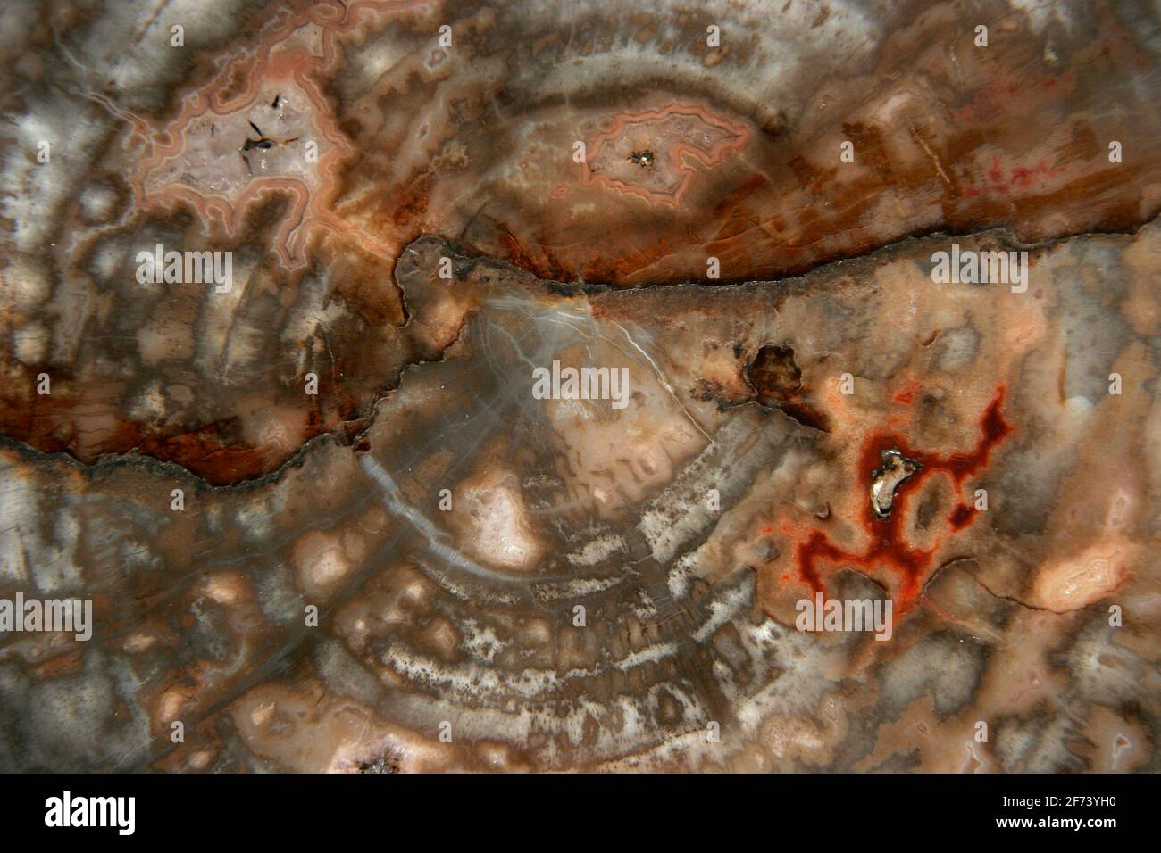 Petrified Wood, Arancarioxylon arizonicum, 210 million years, AZ Stock Photo