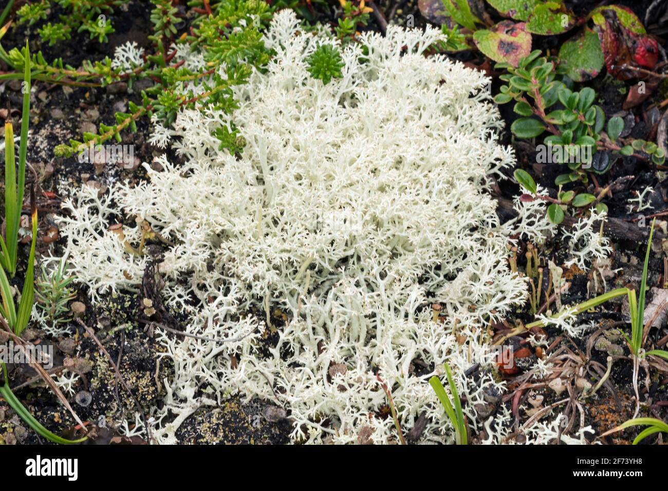 North America; United States; Alaska; Alaska  Range Mountains; Lichens, Cladonia arbuscula; Reindeer moss Stock Photo