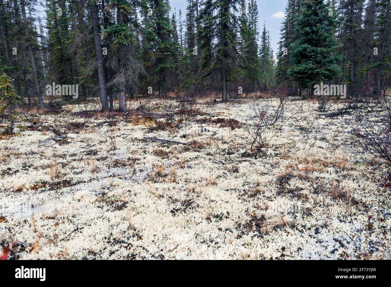 North America; United States; Alaska; Brooks Range Mountains; Lichens, Cladonia arbuscula; Reindeer moss Stock Photo