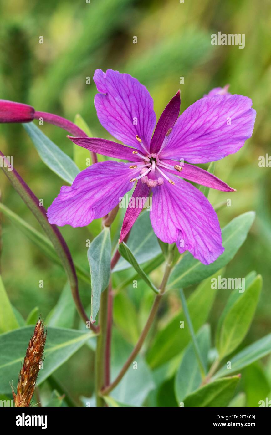 North America; United States; Alaska; Denali National Park; Plants; Wildflowers; Summer; Dwarf Fireweed, or River Beauty; Epilobium latifolium Stock Photo