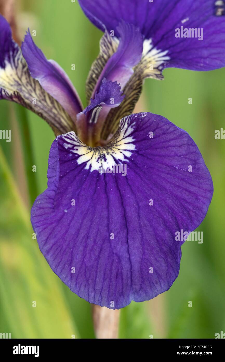 North America; United States; Alaska; Alaska Range Mountains; Denali National Park; Wildlfowers; Wild Iris; Iris setosa (Iris) Stock Photo