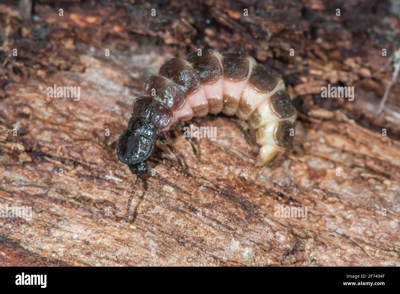 Female Lesser Glow worm Beetle (Phosphaenus hemipterus). Sussex, UK