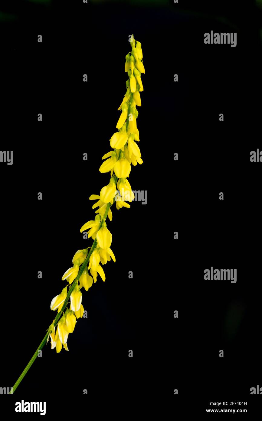 North America; United States; Alaska; Denali National Park; Plants; Wildflowers; Summer; Yellow Sweet Clover; Melilòtus officinalis; Medicinal uses. Stock Photo