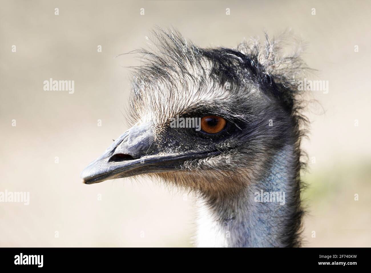 Portrait of an emu. Large flightless ratite from Australia. Dromaius ...
